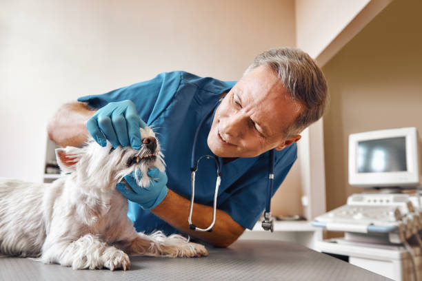 Best Root Canal Emergency Dentist  in North Caldwell, NJ